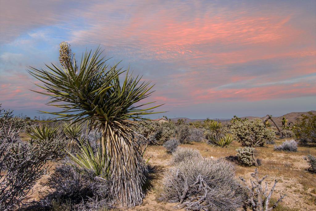 102 Saddleback RD Joshua Tree CA 92252 | MLS #219146122PS 45 MLS #219146122PS image #0