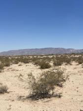66055 Mars DR Joshua Tree CA 92252 | MLS #219149825DA 45 MLS #219149825DA image #0