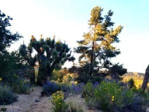 MLS #225005664 image #0