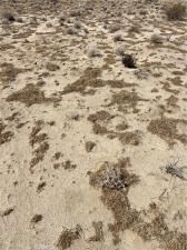 MLS #IG25069954 image #0