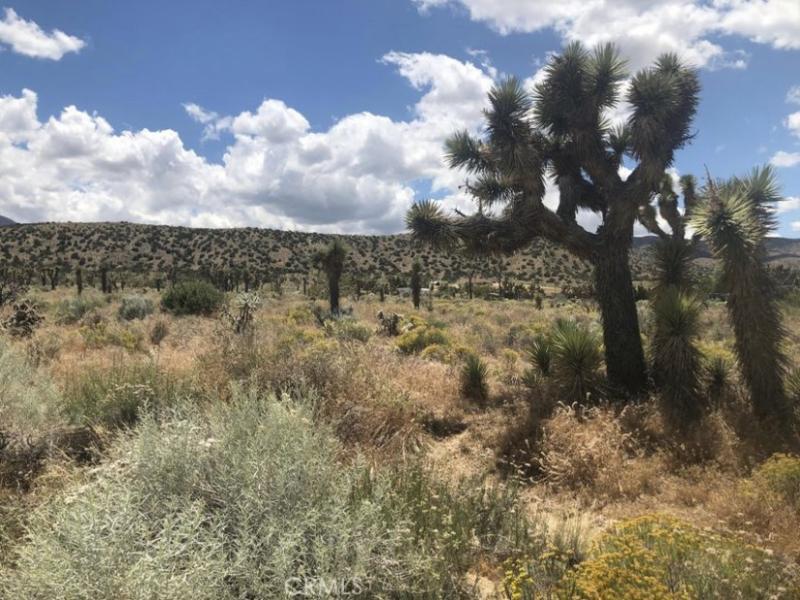 MLS #JT23142055 image #0