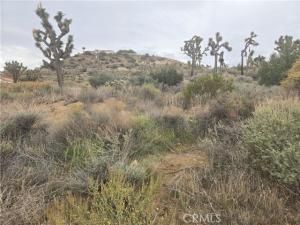 MLS #JT25260776 image #0