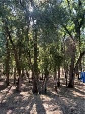 MLS #LC25226524 image #0