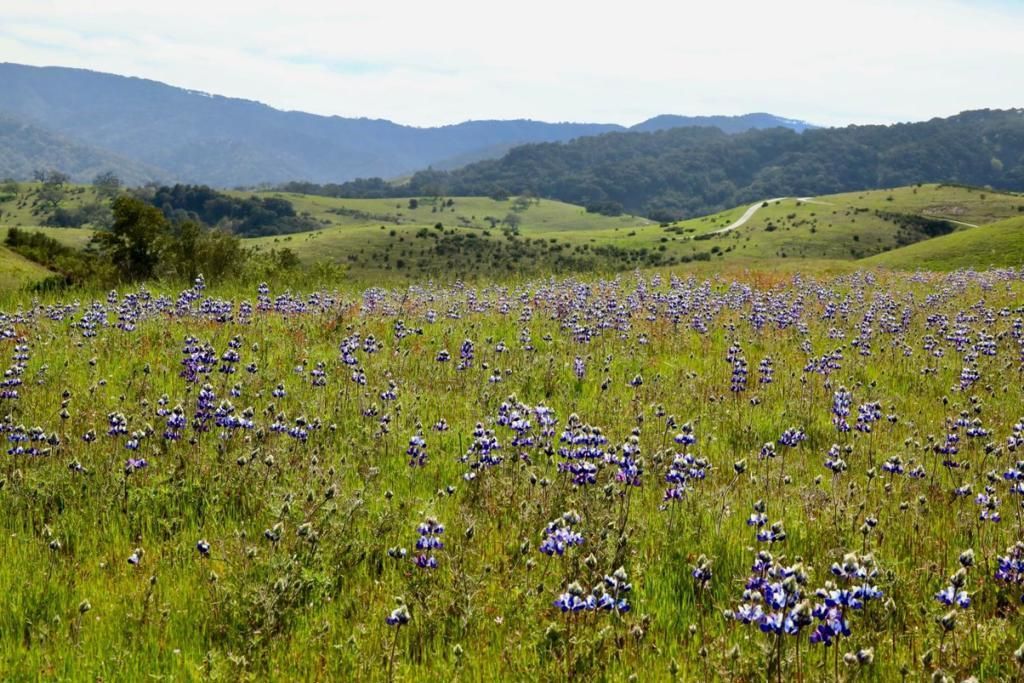 MLS #ML82022273 image #0