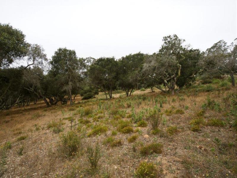 MLS #ML82053459 image #0