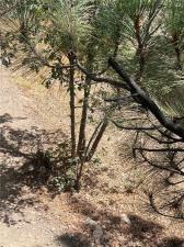 MLS #OC26189131 image #0