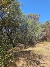 Roemelt LN Oroville CA 95966 | MLS #OR26147947 41 MLS #OR26147947 image #0