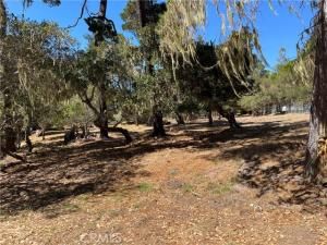 MLS #SC25198688 image #0