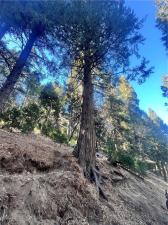MLS #SR26060698 image #0