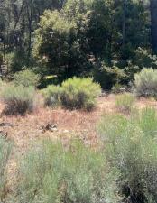 MLS #SR26120301 image #0