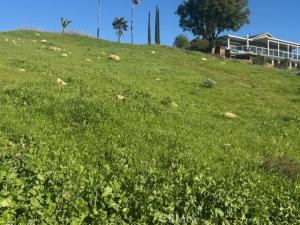 ARNOLD Lot 40 Lake Elsinore CA 92530 | MLS #SW26009771 45 MLS #SW26009771 image #0