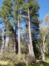 29531 Little Bear Creek RD Cedar Glen CA 92321 | MLS #WS26040295 45 MLS #WS26040295 image #0